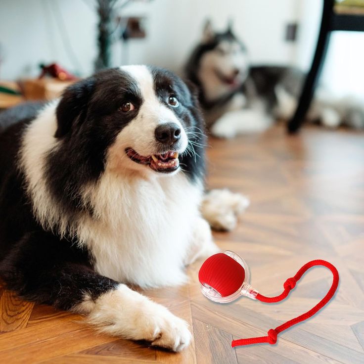 HushPup™ Smart Ball