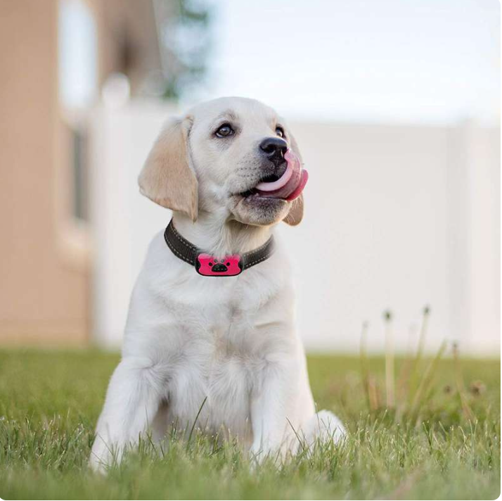 Hushpup™ Anti-Bark Collar