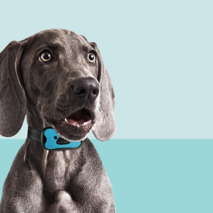 Hushpup™ Anti-Bark Collar